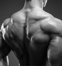 Muscle Building